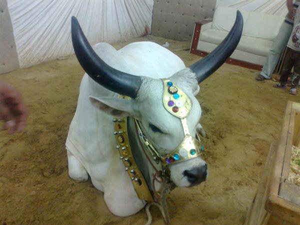 Cow with big Horns