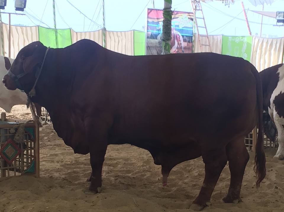 Full Black Bull From Afridi Cattle Farm 2015