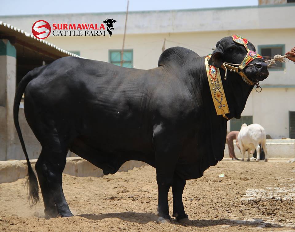 Full Black Bull Surmawala Cattle Farm   Bakra Eid Images & Photos