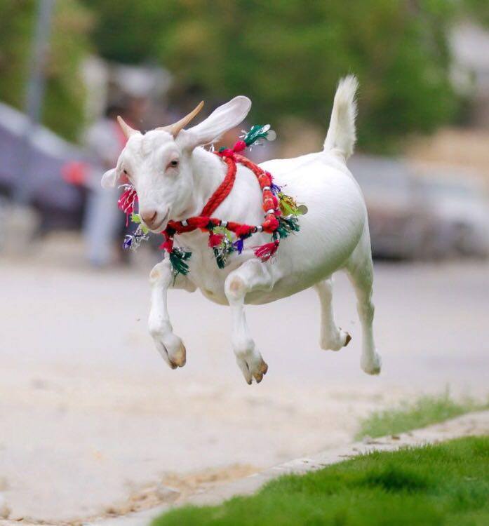 HASSAN GOAT FARM 2016