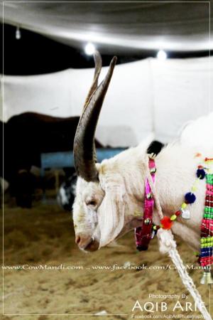 Hai Koi Muqable Main