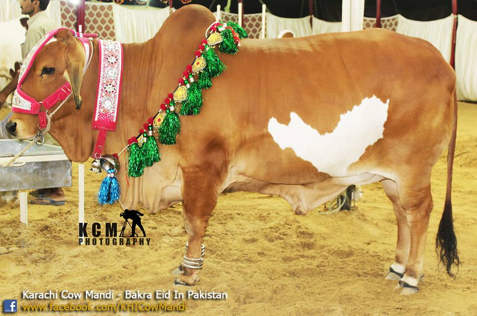 Heart Shape On Cow - Sohrab Goth Cow Mandi