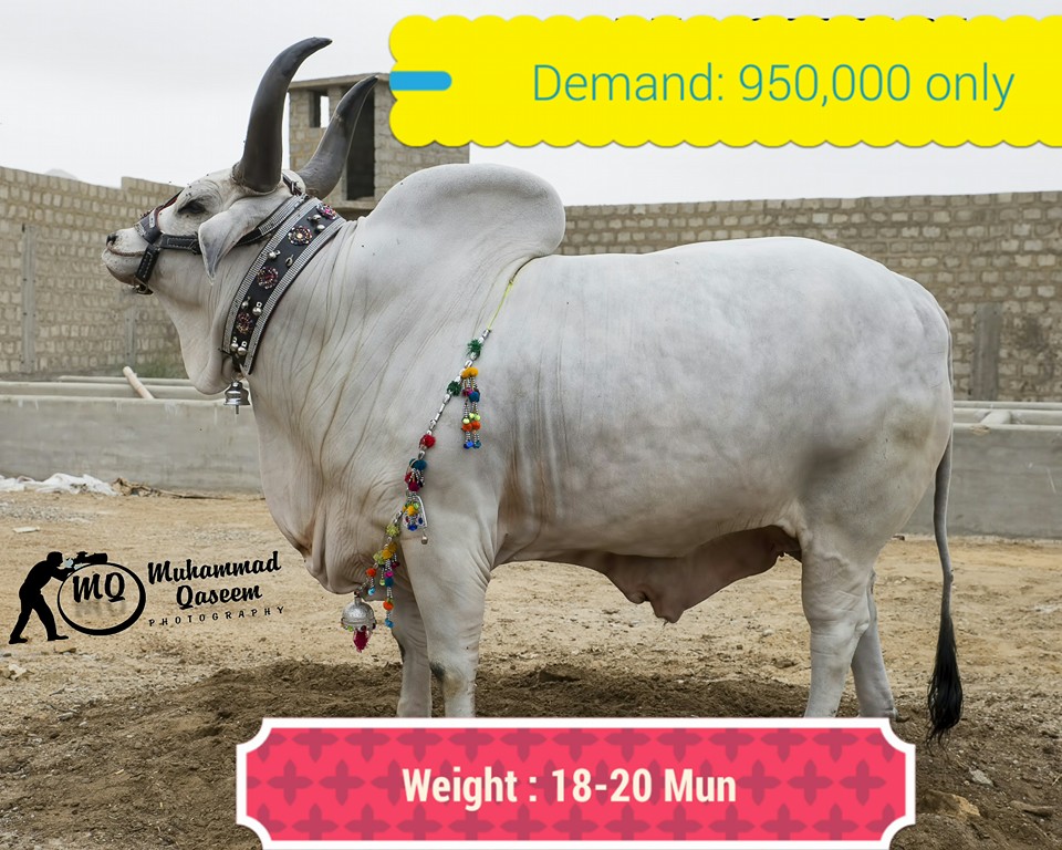 Heavy Chand Bull Demand 950000 Weight 18 to 20 Mun