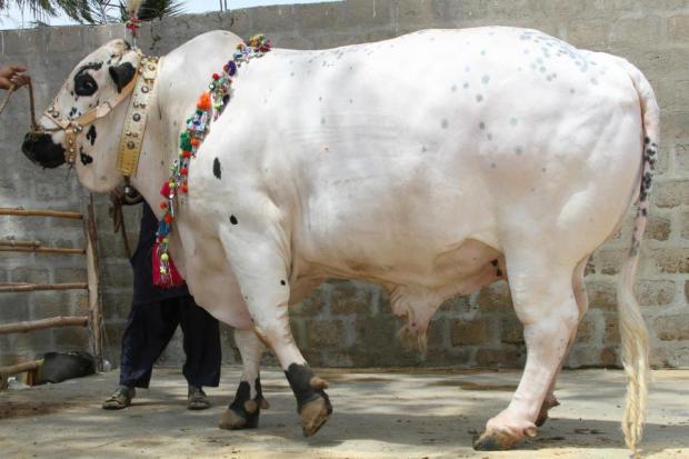Heavy White Bull