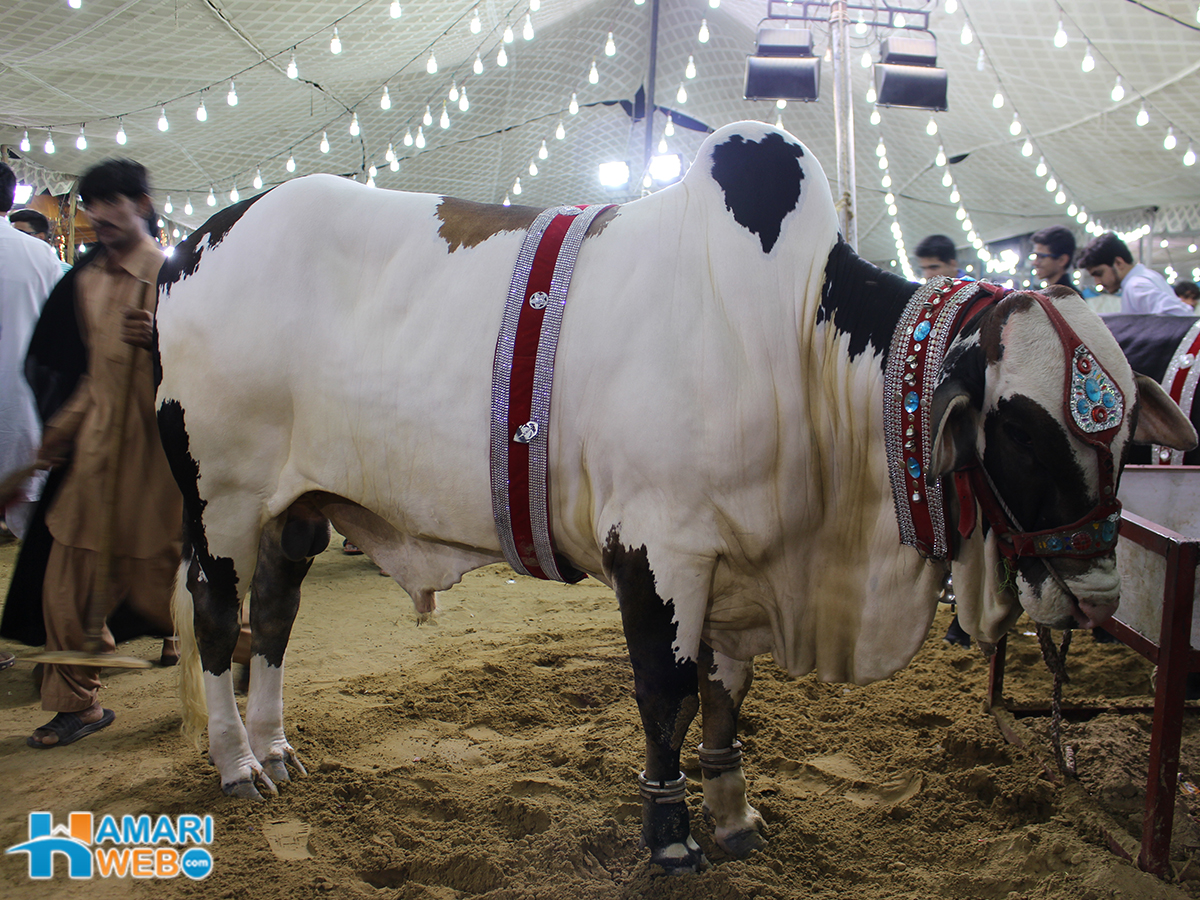 Innocent Bull From Cow Mandi