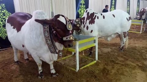 Jamal Cattle Farm Beauties 2018