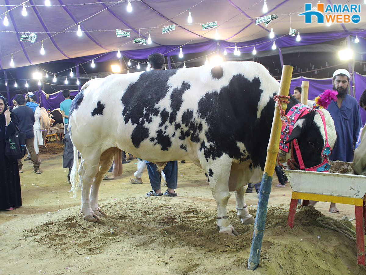 Jinnah Cattle Farm Bull 2015