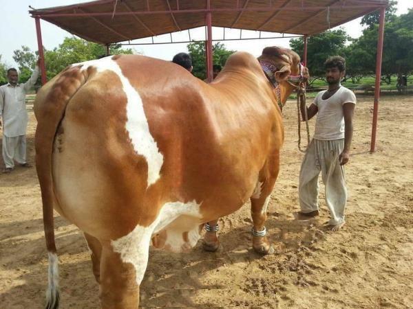 SHAH CATTLE FARM 2016