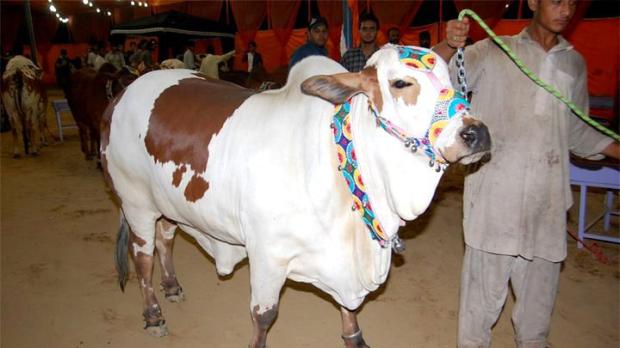 Lasania Cattle Farm Cow 2014