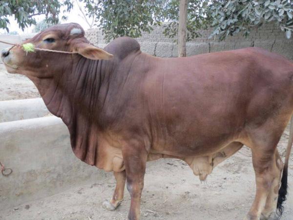 Malik Cattle Farm 2016