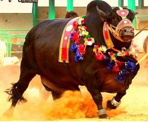 Masha Allah! Beautiful Bull 2018