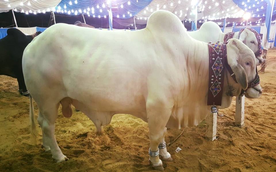 Masha Allah! White Beauty In Sakran Cattle Farm 2016