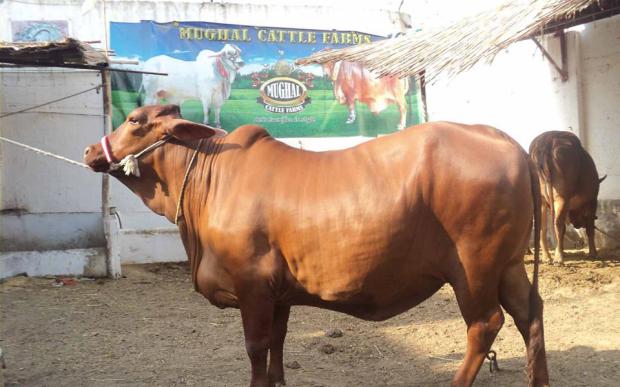 Mughal Cattle Farm 2016