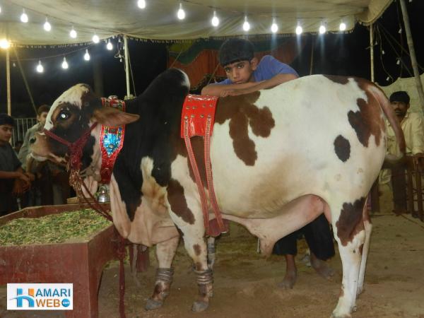 Night View of Cow Mandi