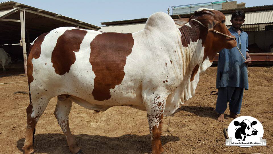 Noble Cattle Farms Cow 2015