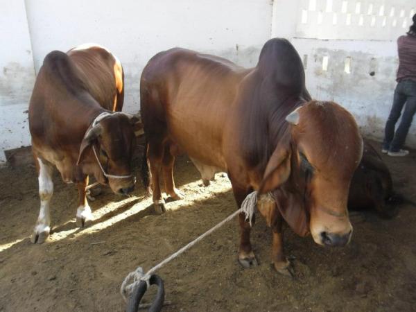 Noor Cattle Farm