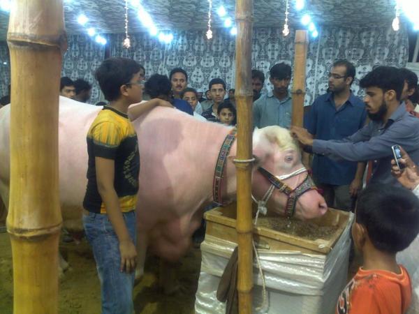 Pink Cow