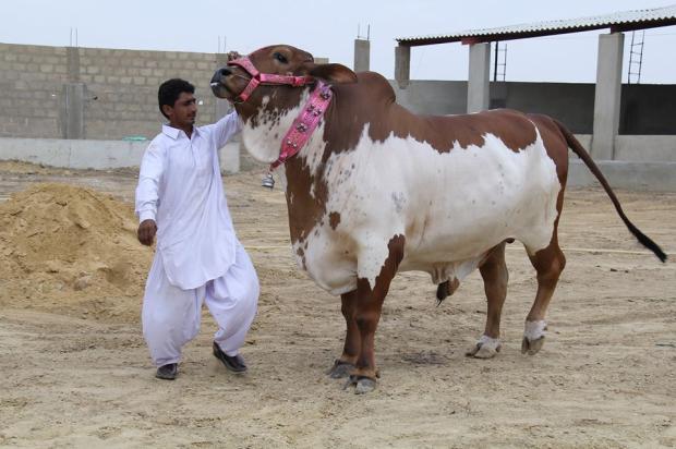 Qadri Cattle Farm