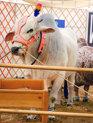 Sibi Cow From Dilpasand Cattle Farm