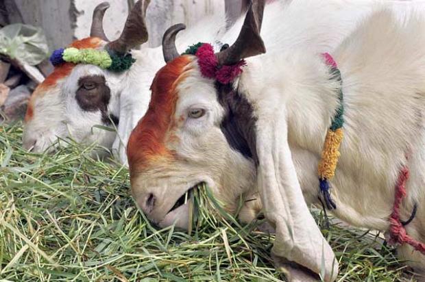 Cute Goat - Bakra Eid Images & Photos