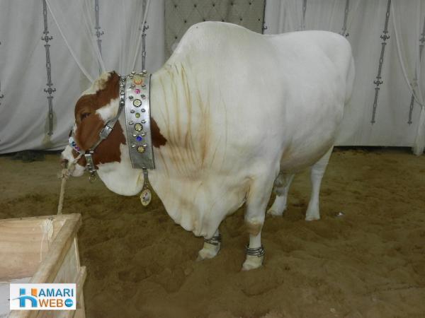Stunning White Cow