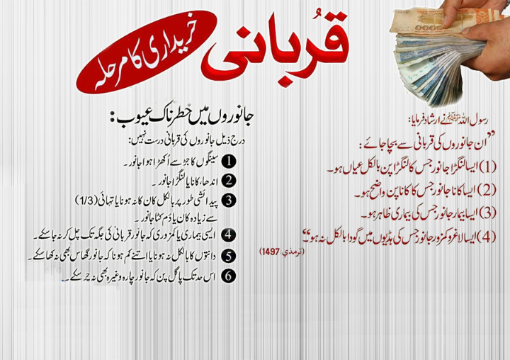 Things To Consider Before Buying A Cow