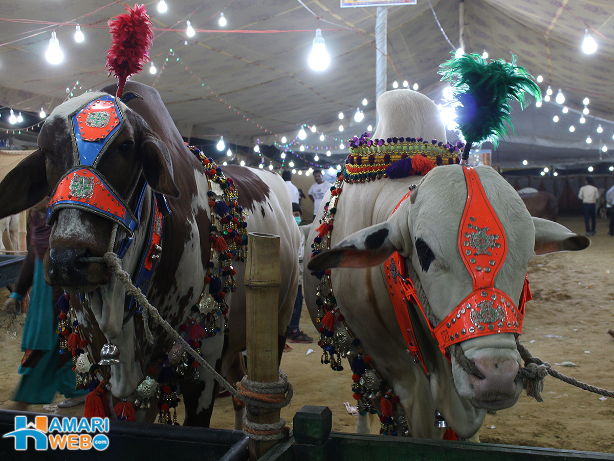 Two Beautiful Cows From Sohrab Goth Cattle Market