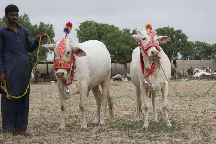Two Beautiful White Nukhri