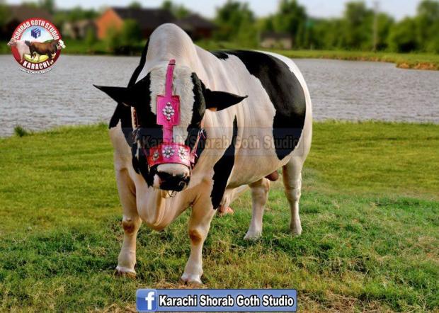 Unique Cow