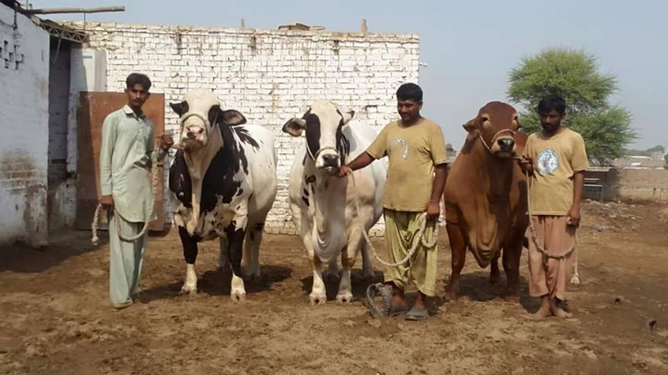 Upcoming Beauties In 2016