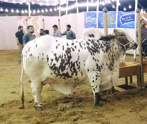 Very Heavy Bull In Dilpasand Cattle Farm 2016