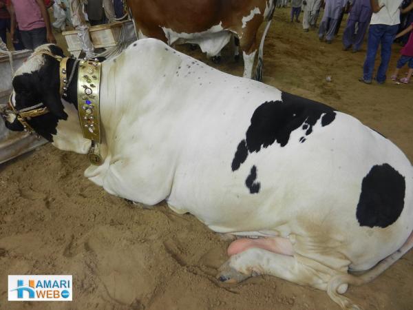 White Cow with Black Spots