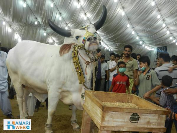 White Cow with Black horns