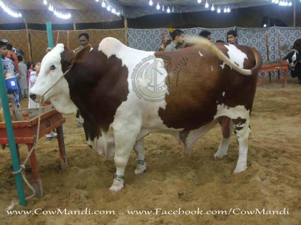 White & Brown Cow