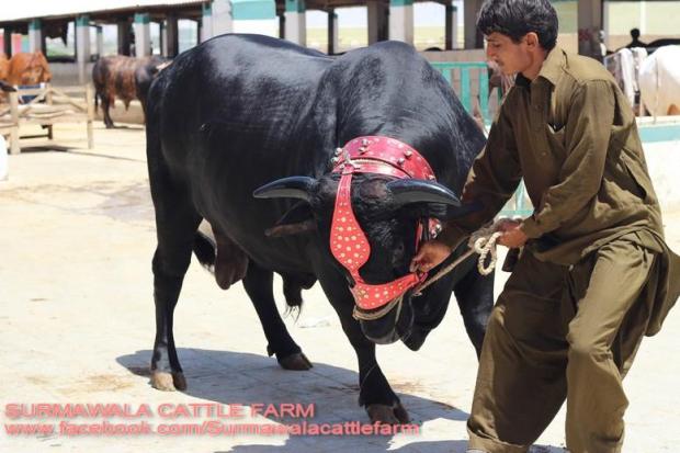 Surmawala Cattle Farm