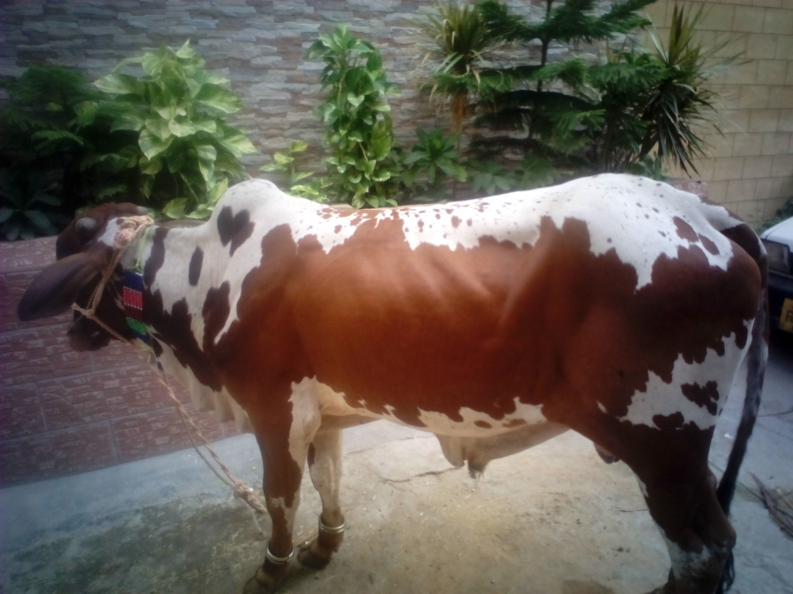 My Bakra Eid Cow