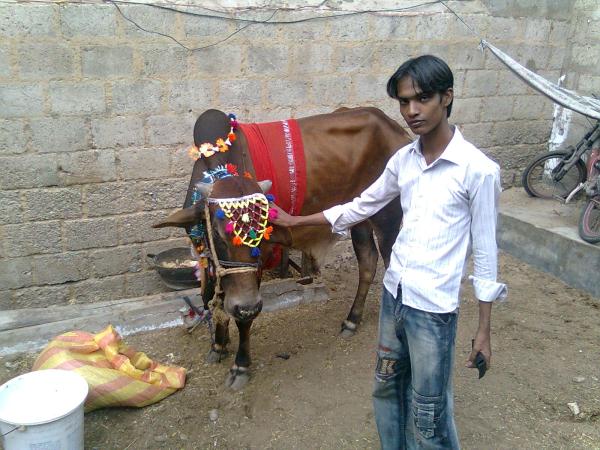 kamran ali cow