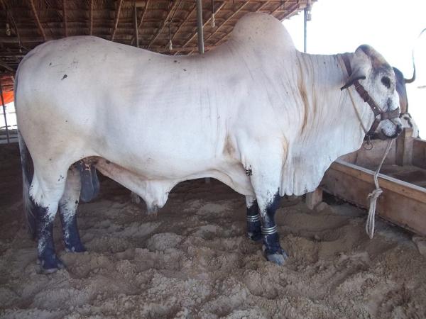 Khan Cattle Farm 2016