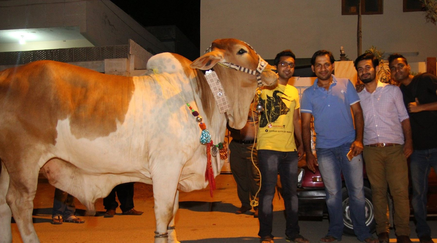 Sarfaraz‬ ‎Ahmed‬ With His Bull