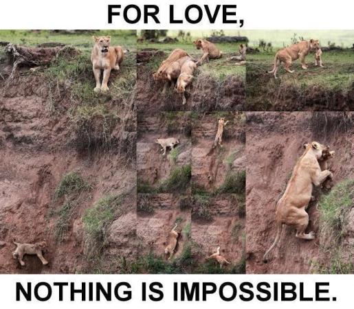 for Love, Nothing is Impossibible