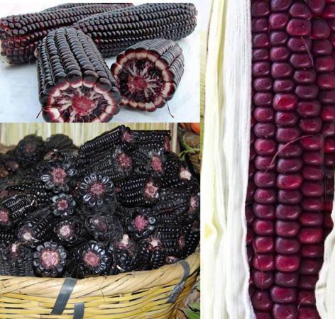 Purple Corn