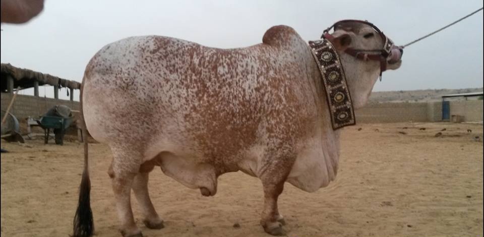 Beauty In Memon Cattle Farm 2016 