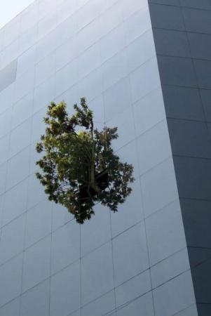 Building Tree
