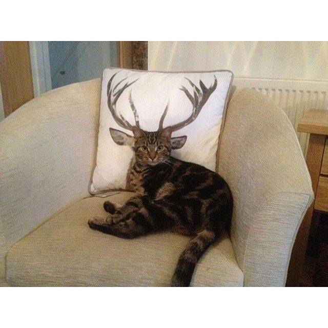 Cat Or Deer