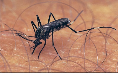 Dengue Continues To Revage Sindh 172 Cases Reported
