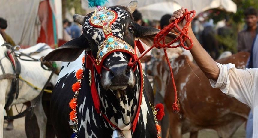 Estimated 6.8 Million Animals Sacrificed on this Eid ul Adha