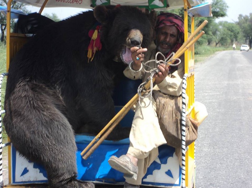 Every thing can be accomodated in a Qingqi Rickshaw