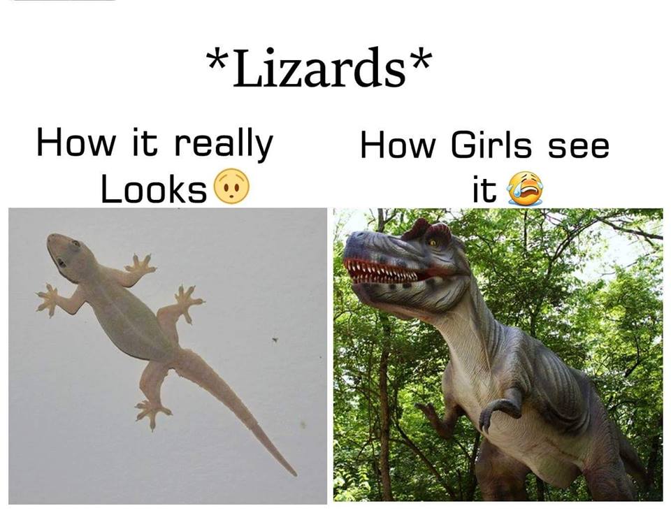 How Girls See Lizards - Funny Images & Photos