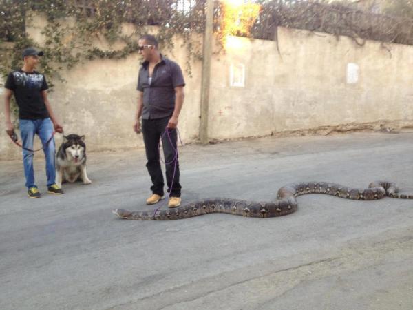 Just Walking With My Pet Snake