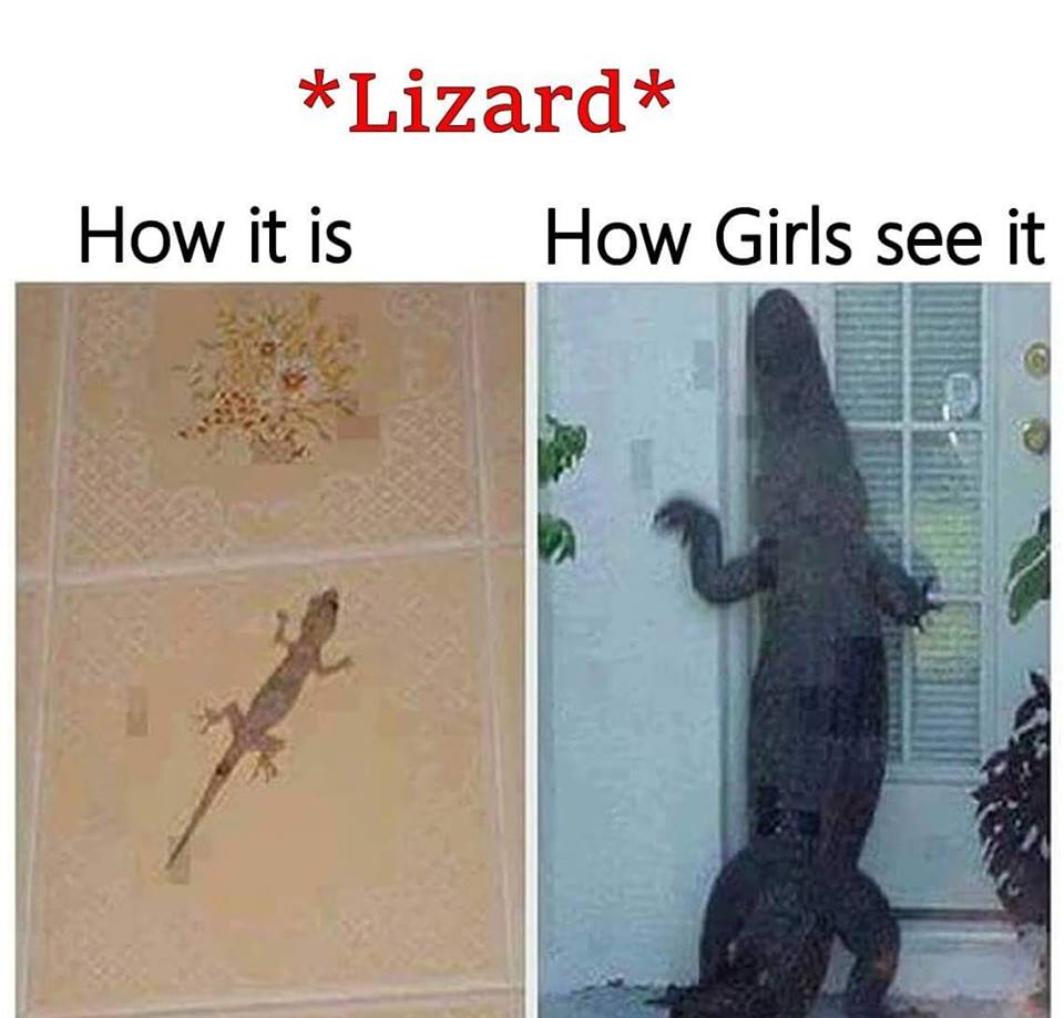 Lizard - Funny Images & Photos